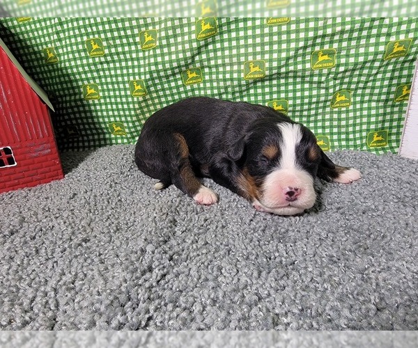 Medium Photo #13 Bernese Mountain Dog Puppy For Sale in BLACK FOREST, CO, USA