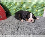 Small #3 Bernese Mountain Dog