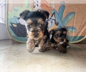 Yorkshire Terrier Puppy for sale in KISSIMMEE, FL, USA