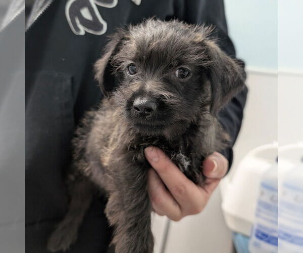 Medium Photo #1 Chihuahua-Unknown Mix Puppy For Sale in Chico, CA, USA
