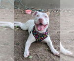 Small #45 American Staffordshire Terrier-Labrador Retriever Mix
