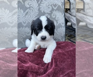 Saint Berdoodle-Saint Bernard Mix Puppy for sale in EPHRATA, PA, USA