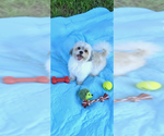 Small #5 Shih Tzu