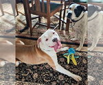 Small Photo #2 Mutt Puppy For Sale in Evansville, IN, USA