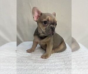 French Bulldog Puppy for sale in CHARLESTON, SC, USA