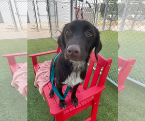 Labrador Retriever-Unknown Mix Dogs for adoption in Woodbury, NY, USA