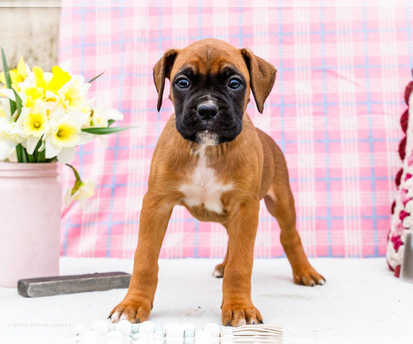 Medium Photo #85 Boxer Puppy For Sale in WAKARUSA, IN, USA