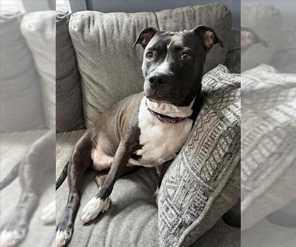Medium Photo #1 American Pit Bull Terrier-Unknown Mix Puppy For Sale in Derwood, MD, USA