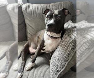 American Pit Bull Terrier-Unknown Mix Dogs for adoption in Derwood, MD, USA