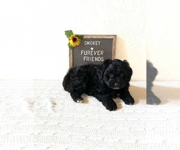 Medium Photo #2 Aussiedoodle Miniature  Puppy For Sale in BLOOMFIELD, IN, USA