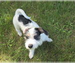 Small #1 Dachshund