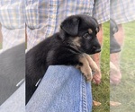 Small Photo #10 German Shepherd Dog Puppy For Sale in SENECA, SC, USA