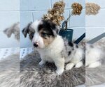 Small Photo #4 Anatolian Shepherd-Cardigan Welsh Corgi Mix Puppy For Sale in HONEY BROOK, PA, USA