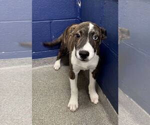 Labrador Retriever-Unknown Mix Dogs for adoption in Sterling, MA, USA