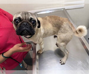 Pugberto - Male Pug Dog for Adoption - Photo #2