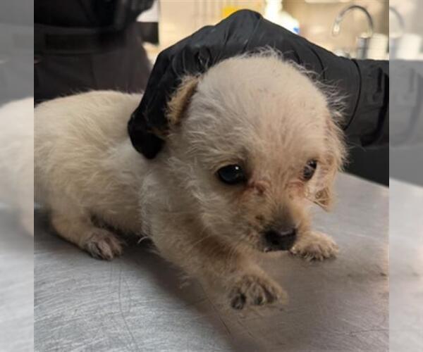 Medium Photo #1 Chihuahua Puppy For Sale in Redlands, CA, USA