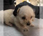 CHUCKY - Male Chihuahua Dog for Adoption - Small photo