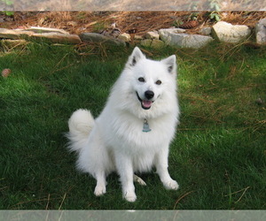 Father of the American Eskimo Dog puppies born on 01/18/2025