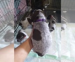 Small Photo #24 German Shorthaired Pointer Puppy For Sale in SAINT GEORGE, SC, USA