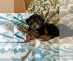 Puppy Itty Bitty Rattle