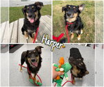 Harper - In foster - Call for appt - Female Australian Shepherd Dog for Adoption - Small photo