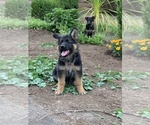 Small Photo #23 German Shepherd Dog Puppy For Sale in EAGLE CREEK, OR, USA