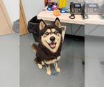 KRYPTO - Male Alusky Dog for Adoption - Small photo