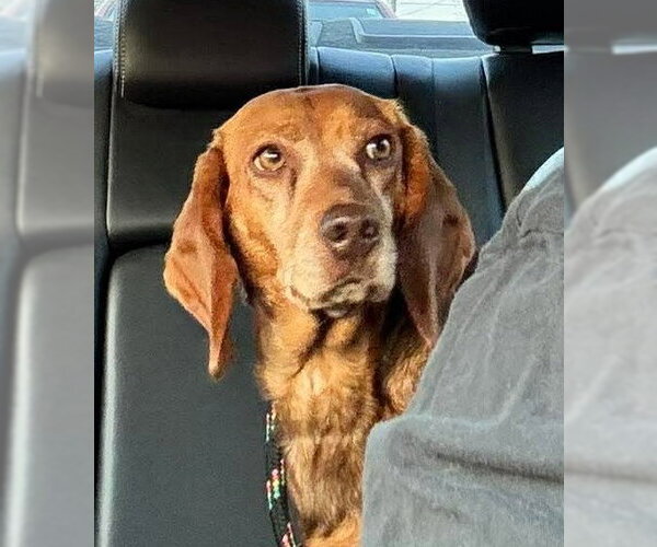 Medium Photo #4 Beagle Puppy For Sale in Dunnellon, FL, USA