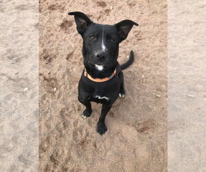 Jasper - Male American Pit Bull Terrier-Labrador Retriever Mix Dog for Adoption - Photo #2