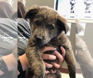 Mutt Dogs for adoption in New York, NY, USA