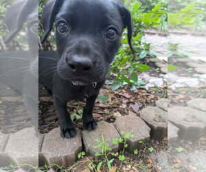 Mutt Dogs for adoption in Virginia Beach, VA, USA