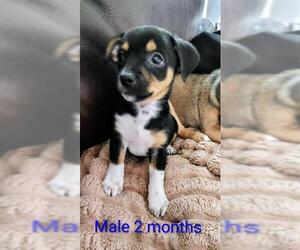 Chihuahua-Unknown Mix Dogs for adoption in San Antonio, TX, USA