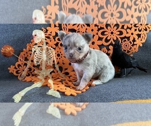 Chihuahua Puppy for sale in NEWVILLE, PA, USA