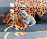 Image preview for Ad Listing. Nickname: AKC Blueberry
