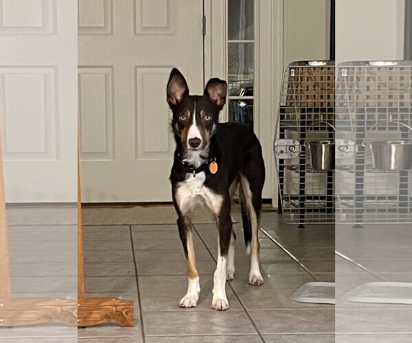 Medium Photo #2 Border Collie Puppy For Sale in Highland, IL, USA