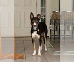 Small #1 Border Collie