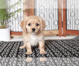Cavapoo Puppy for sale in NAPLES, FL, USA
