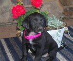 Puppy 6 Labrador Retriever-Unknown Mix