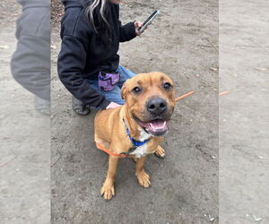 Ivy (from NYC) - Female American Staffordshire Terrier-Unknown Mix Dog for Adoption - Photo #3