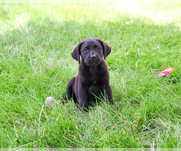 Medium Photo #4 Labrador Retriever Puppy For Sale in SYRACUSE, IN, USA