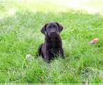 Small #3 Labrador Retriever