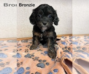 Cavapoo Puppy for sale in BERRYVILLE, AR, USA