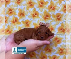 Poodle (Toy) Puppy for sale in WINNSBORO, LA, USA