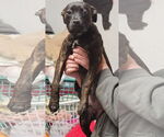Small #3 American Pit Bull Terrier-American Staffordshire Terrier Mix