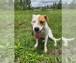 Small #2 Bulldog-Labrador Retriever Mix