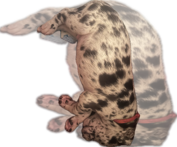 Medium Photo #6 Great Dane Puppy For Sale in WILLIS, TX, USA