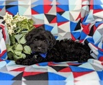 Small #4 YorkiePoo