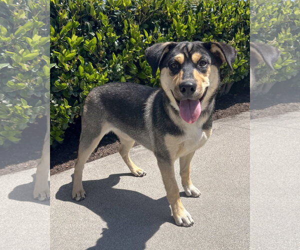 Medium Photo #1 Gerberian Shepsky Puppy For Sale in Corona, CA, USA