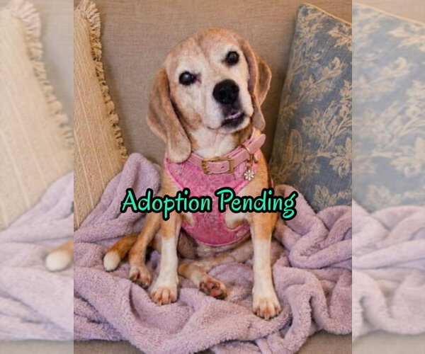 Medium Photo #5 Beagle Puppy For Sale in Dunnellon, FL, USA