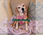 Small #4 Beagle